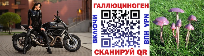 Галлюциногенные грибы Psilocybine cubensis  Красавино 